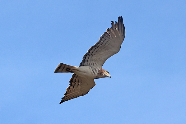 Beaudoins Snake Eagle
